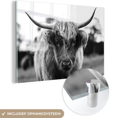 MuchoWow® Glasschilderij 60x40 cm - Schilderij acrylglas - Schotse Hooglander - Koe - Gras - Dieren - Natuur - Foto op glas - Schilderijen