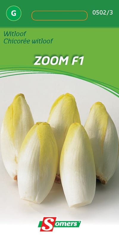 Somers zaden - Witlof Zoom F1
