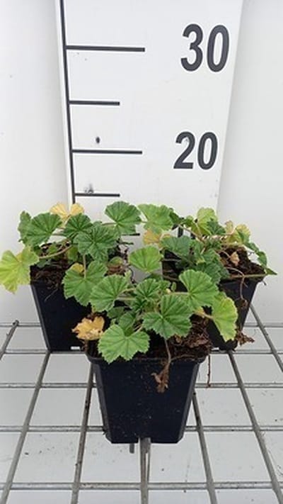 6x Muskuskaasjeskruid - Malva sylv. 'Primley Blue' | 9x9 cm pot