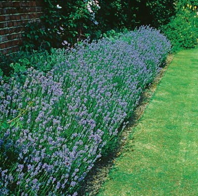 Lavandula a. Munstead - Set van 12 - Lavendel - Pot P9 - Paarse Bloem