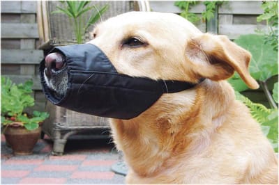 Beeztees Veiligheidsmuilband Hond L - 18,5 cm - Muilkorf - Nylon - Zwart
