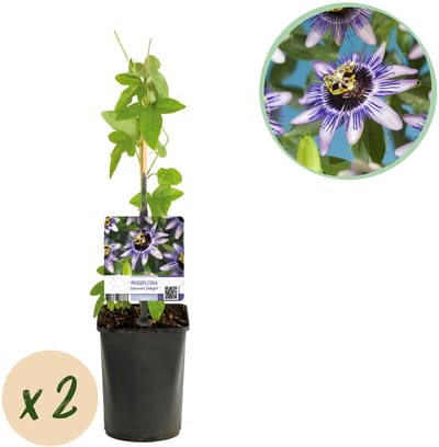 Plantenboetiek.nl | Passiebloem - Passiflora Damsels Delight - Bloem Paars met Wit - Weinig onderhoud - 2 planten - Ø10cm - 30-40cm hoog - Tuinplant