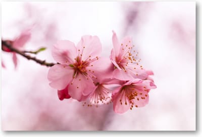 Roze Bloesem - 90x60 Canvas Liggend - Minimalist - Natuur - Bloemen