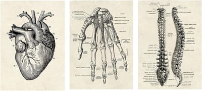 3-delige Anatomie Poster Wanddecoratie Vintage Stijl Illustratie Hart Handen Wervelkolom Collectie Aesthetic Collage Thuisdecoratie (Zonder Lijst)