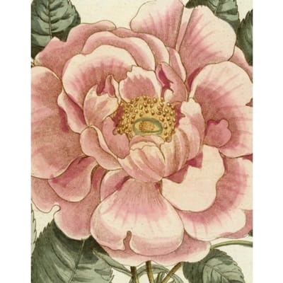 John Derian Picture Book Ii - John Derian