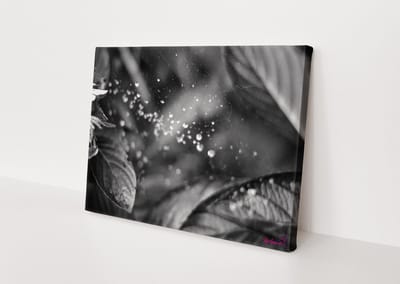 Plant | Druppels | Close-up | Planten | Stichting BY Amanda | Canvasdoek | Wanddecoratie | 60CM x 40CM | Schilderij
