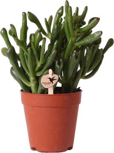 Kolibri Greens | Groene plant - Succulent Crassula Hobbit - groene kamerplant - vers van de kweker - Ø9cm -