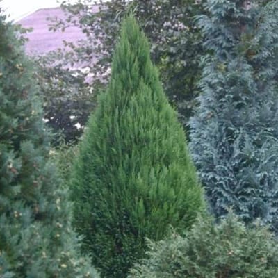 CHAMAECYPARIS LAWSONIANA 'ELLWOODII' - Schijncypres 30-40 cm in pot