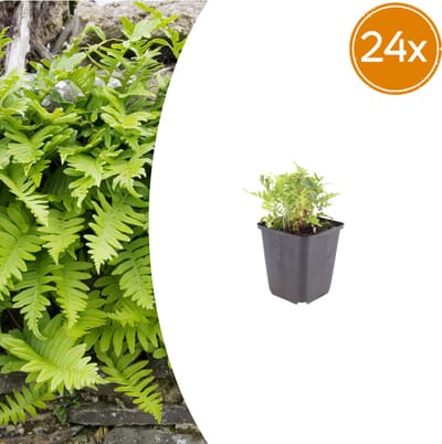 Tuinplantenshop.com | Polypodium vulgare | 24 stuks - Ø9cm - 10-25cm hoog - Tuinplant