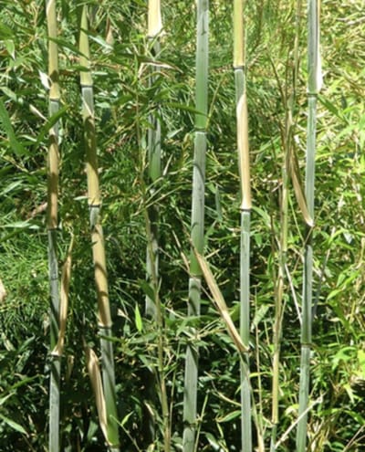 1 x Phyllostachys bissetii - Reuzenbamboe 60 - 80 in C5 liter pot