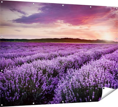 Gards Tuinposter Bloemenveld met Paarse Lavendel - Bloemen - 160x120 cm - Tuindoek - Tuindecoratie - Wanddecoratie buiten - Tuinschilderij