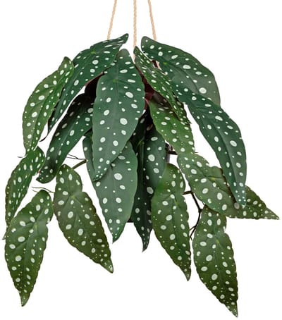 Hangende kunstplanten zoals echt 56 cm kunstplant hangende kunstmatige begonia maculata kunstplanten als echt in pot hangende decoratieve planten voor kamer, plank, hal, decoratie