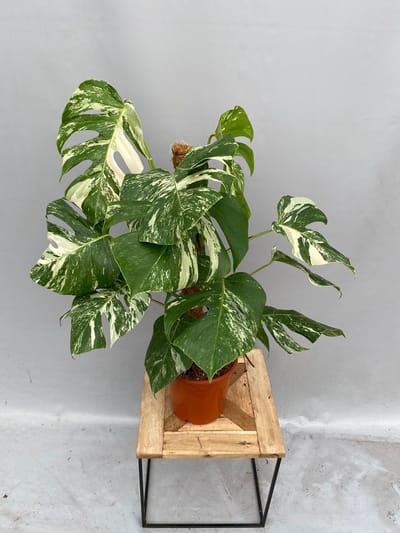 Monstera Albo Variegata 2 planten in de pot 80cm↑ Potmaat Ø21cm Zeldzame Kamerplant
