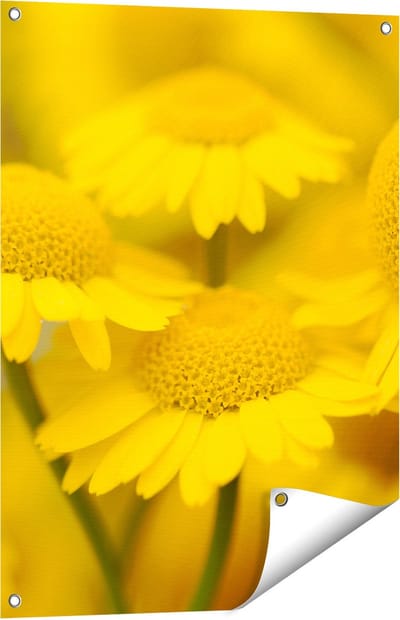 Gards Tuinposter Gele Kamille Bloemen - 60x80 cm - Tuindoek - Tuindecoratie - Wanddecoratie buiten - Tuinschilderij