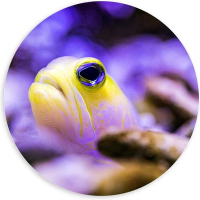 KuijsFotoprint - Schilderij - Gele Vis Met Paarse Achtergrond - Zwart, Geel En Paars - 100 X 100 Cm