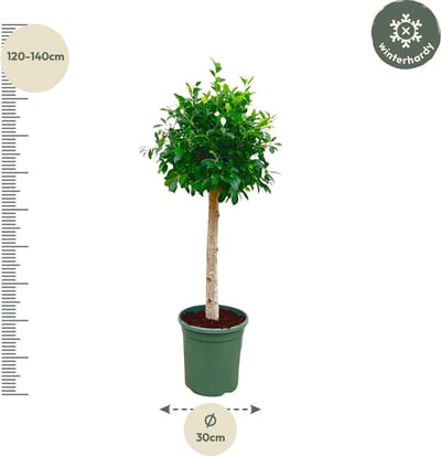 Donkergroene Ficus Nitida op Stam – Groenblijvende Boom, 1.3 m Hoog, Ø30 cm