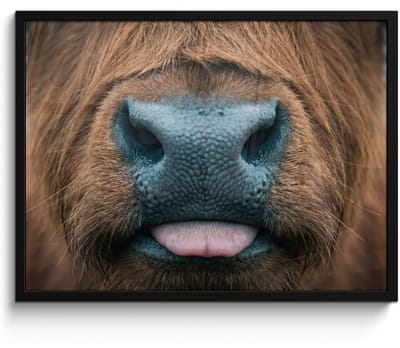 Poster in lijst - Fotolijst 80x60 cm - Posters - Schotse hooglander - Neus - Bruin - Posterlijst zwart - Decoratie - Wanddecoratie woonkamer - Muurdecoratie slaapkamer