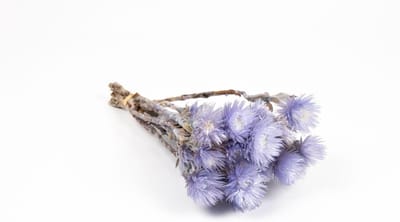 Gedroogd boeket - Zonnebloemen boeket - Woonkamer decoratie - Natuurlijke uitstraling - 40 cm hoog - Paars