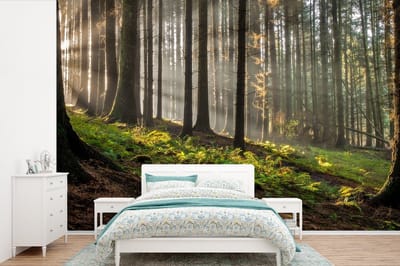 Behang - Fotobehang Zon - Takken - Bomen - Bos - Natuur - Breedte 450 cm x hoogte 300 cm