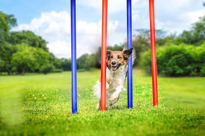 Agility Slalom Set - Hondensport Horden - Hond Trainen - Flexibel Kunststof - 60 x 3 cm - Blauw/Rood