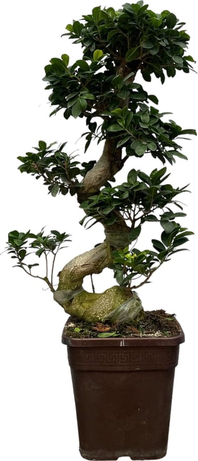 Trendyplants - Ficus Microcarpa Ginseng - Bonsai - Kamerplant - Hoogte 70-90 cm - Potmaat Ø23cm