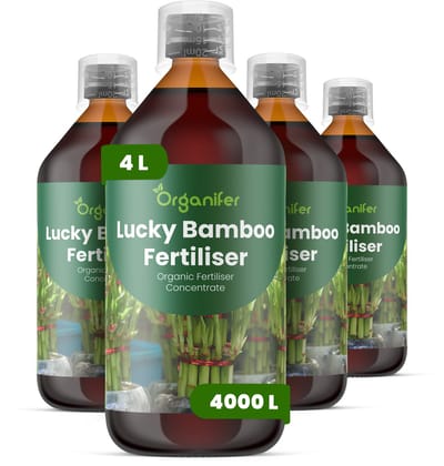 Vloeibare Meststof Voor Geluksbamboe 4X1 L Voor 4000 L - Npk 2-1-8 - Bevordert Sterke - Rechtopstaande Groei En Stengelstevigheid Bij - Voor - Wortelontwikkeling - Sterke Stengels - Vergelende Bladeren Voorkomen - Organifer