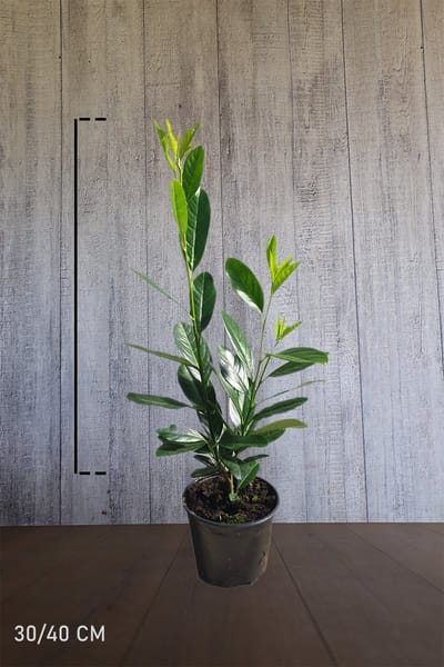 Plants Online - Haagplanten - Laurier 'Elly' - Pot 30-40 cm - set van 10 - Groeit opgaand - Wintergroen - Zeer winterhard - Compacte groei