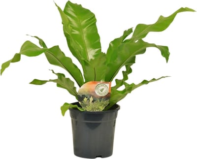 Plantenboetiek.nl | Asplenium Nidus - Ø17cm - 50-60cm hoog - Kamerplant - Groenblijvend