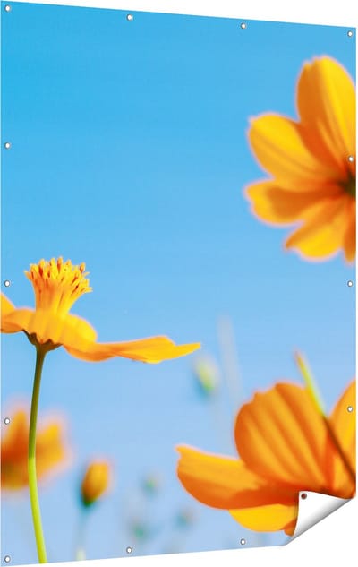 Gards Tuinposter Oranje Cosmea Bloemen - 120x160 cm - Tuindoek - Tuindecoratie - Wanddecoratie buiten - Tuinschilderij