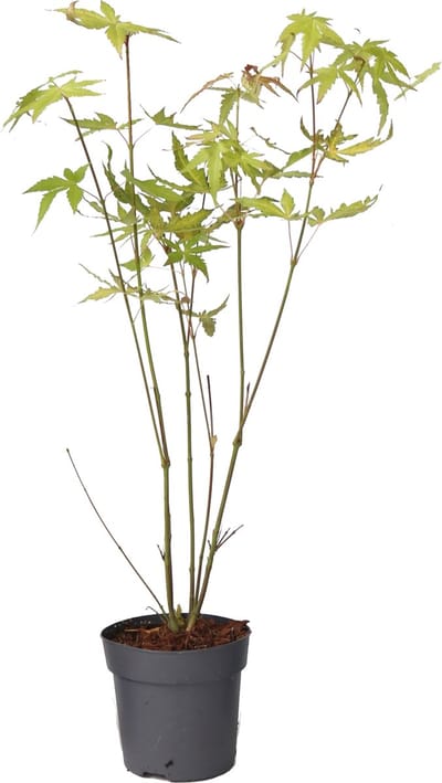 Plant in a Box - Japanse esdoorn - Acer palmatum 'Orange Dream' - Hoogte 25-40cm - Potmaat 10,5cm - boom - groen - oranje