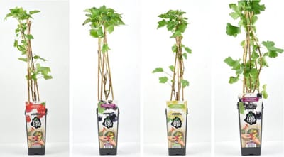 Aalbessen fruitplanten mix - 2 zwarte Bessen, 1 witte Bes en 1 rode Bes - set van 4 fruitplanten - hoogte 30 / 40 cm