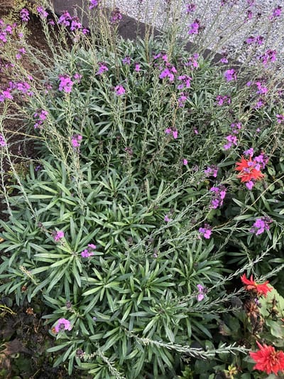 6 x Erysimum 'Bowles' Mauve' - Steenraket pot 9x9cm (Zeer lange bloeier !)