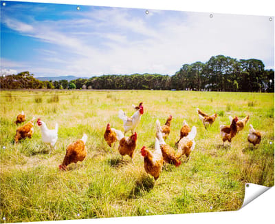 Gards Tuinposter Kippen in het Gras - 180x120 cm - Tuindoek - Tuindecoratie - Wanddecoratie buiten - Tuinschilderij