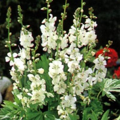 6 x Sidalcea Candida - Griekse Malva pot 9x9cm