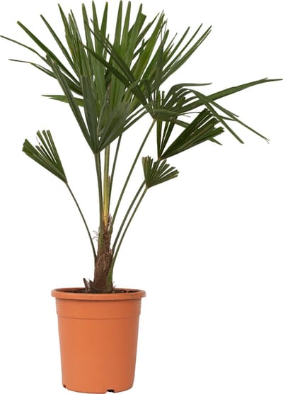 Plant in a Box - Trachycarpus Fortunei - Winterharde Aziatische Waaierpalmboom - Pot 21cm - Hoogte 65-75cm