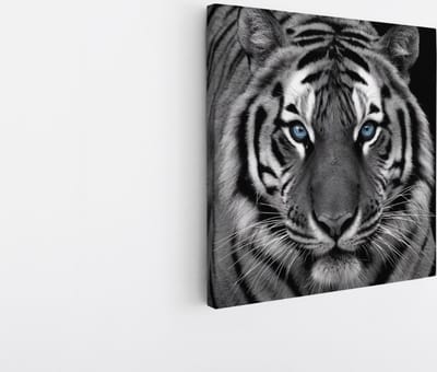 Saammp Canvas Schilderij - Tijger met blauwe ogen- Natuur - Dieren - Zwart-Wit - 20x20 - Foto op canvas - Wanddecoratie - muurdecoratie Woonkamer - Slaapkamer decoratie - Canvas Print