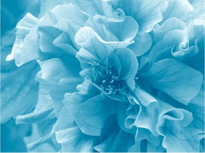 Fotobehang - Blue azalea.