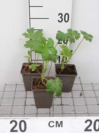 6x Zeeuws knoopje - Astrantia maj. 'Shaggy' ( 'margery fish') | 9x9 cm pot