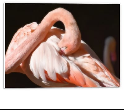Forex - Flamingo met Donkere Achtergrond  - 40x30cm Foto op Forex