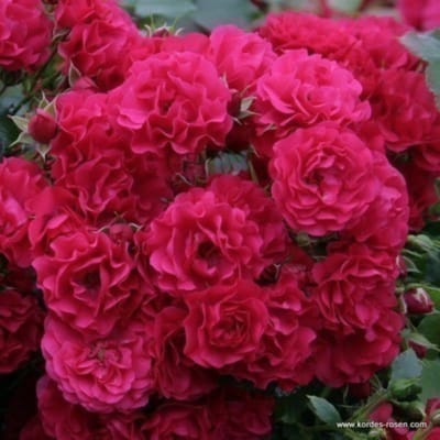 Rosa 'Gartnerfreude' adr 2001® - RIGOROOS 'GARTNERFREUDE', KLEINSTRUIKROOS, FLORIBUNDA, Roos in pot