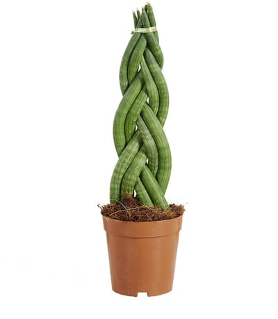 Bloomique - Sansevieria Twister - Vrouwentong - Kamerplanten - Gemakkelijk te verzorgen - 30-40 cm hoog - 12 cm pot