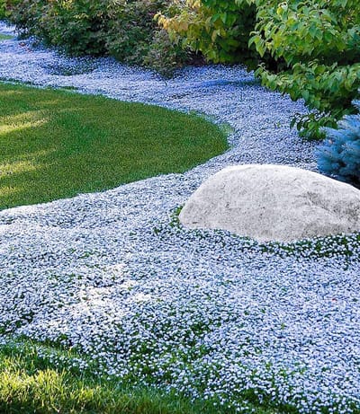 Bodembedekker Isotoma - Gazonvervanger Blauw - Tuin Opvullen - Winterhard & Meerjarig - 50 stuks - Blauw