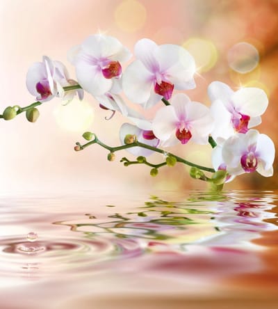 Fotobehang - White Orchid 225x250cm - Vliesbehang