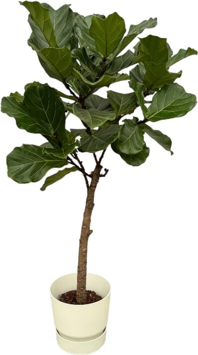 Green Harmony | Ficus Lyrata stam inclusief elho Greenville Round wit - 160 cm - Ø30