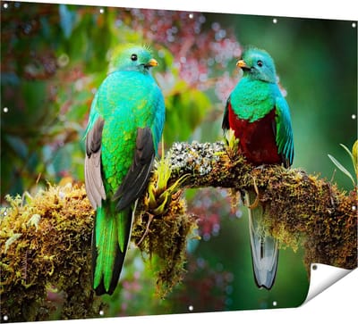Gards Tuinposter Twee Groene Quetzal Vogels op een Tak - 160x120 cm - Tuindoek - Tuindecoratie - Wanddecoratie buiten - Tuinschilderij