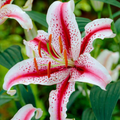 Lelie Bloembollen Winterhard - Lilium - Dizzy - 10 stuks - Meerkleurig - Bloem bollen Mix Meerjarig - Leliebollen