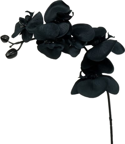 Orchidee ter decoratie Zwart 54cm