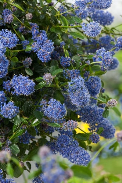Plants Online - Tuinplanten - Heesters - Set van 1 - Ceanothus thyrsiflorus repens - 2 liter pot - Plant 20-25 cm