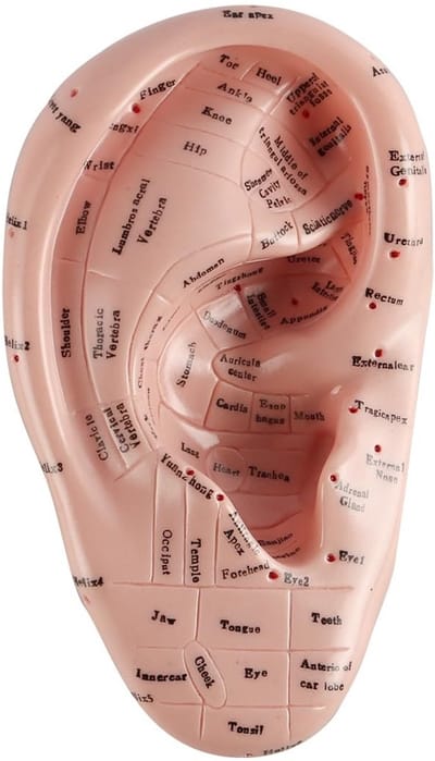 Zeynomax - Ooracupunctuurmodel - 17cm zacht PVC - Duurzaam en flexibel - Ooranatomie studie - Ideaal voor laboratoriumgebruik - Geschikt voor profes..
