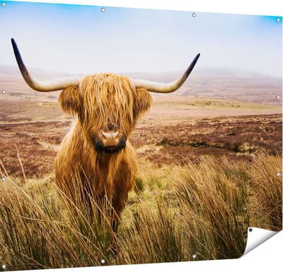 Gards Tuinposter Schotse Hooglander Koe in het Veld - 150x120 cm - Tuindoek - Tuindecoratie - Wanddecoratie buiten - Tuinschilderij